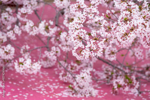 桜の花