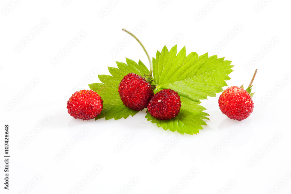 Vier Wald-Erdbeeren, Walderdbeeren, Erdbeeren, Früchte, Blättc Vier Wald-Erdbeeren, Walderdbeeren, Erdbeeren, Früchte, Blättc
