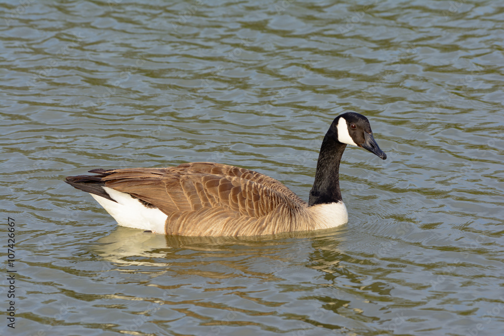 Solitary Canadian Goose swimming right as it turns toward the ca