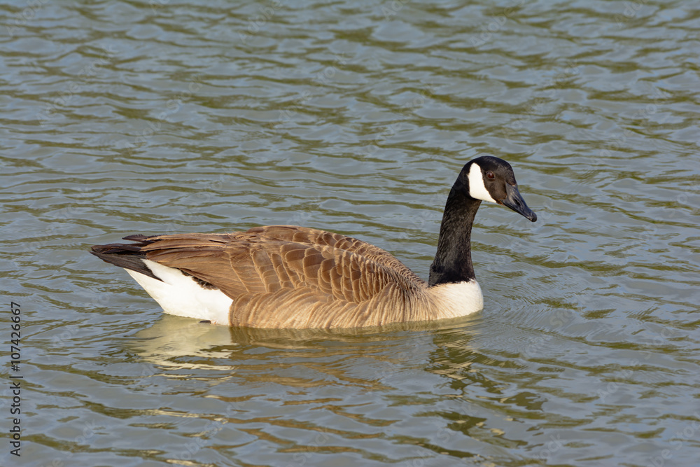 Solitary Canadian Goose swimming right as it turns toward the ca Solitary Canadian Goose swimming right as it turns toward the ca