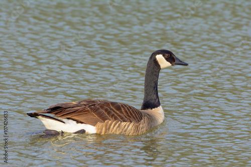 Canadian Goose Swimming in pond Neck extended