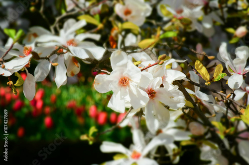 macro detail of a white magnolia