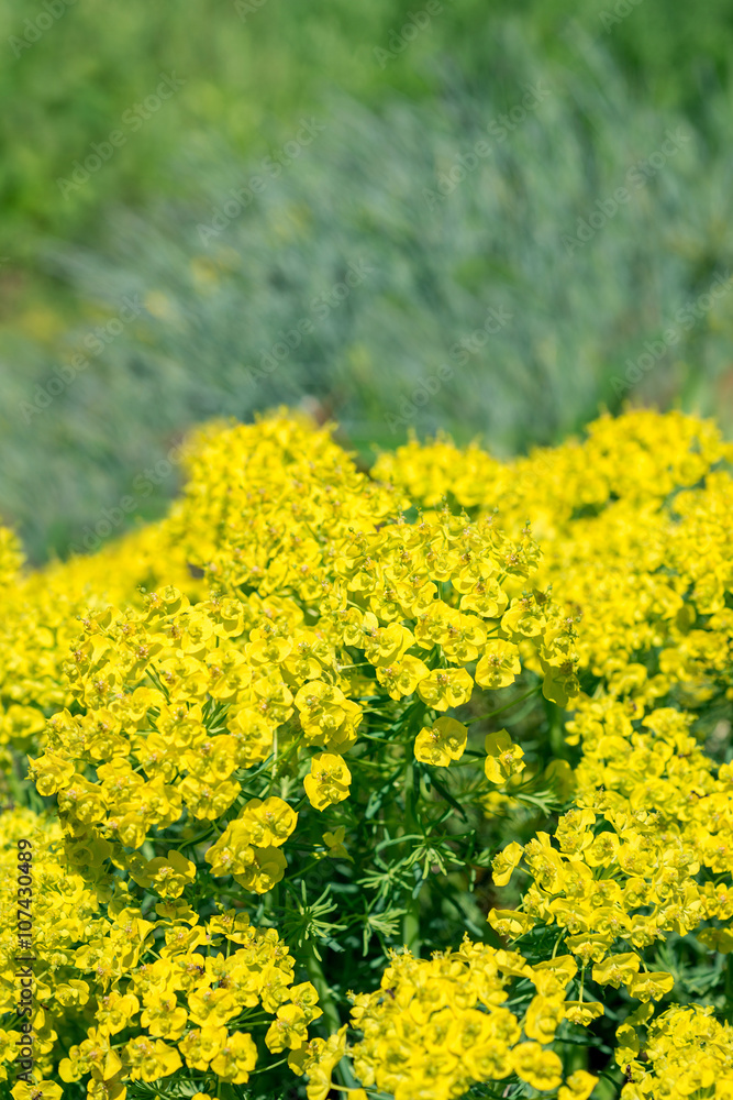 Fototapeta premium Yellow flower Spurge