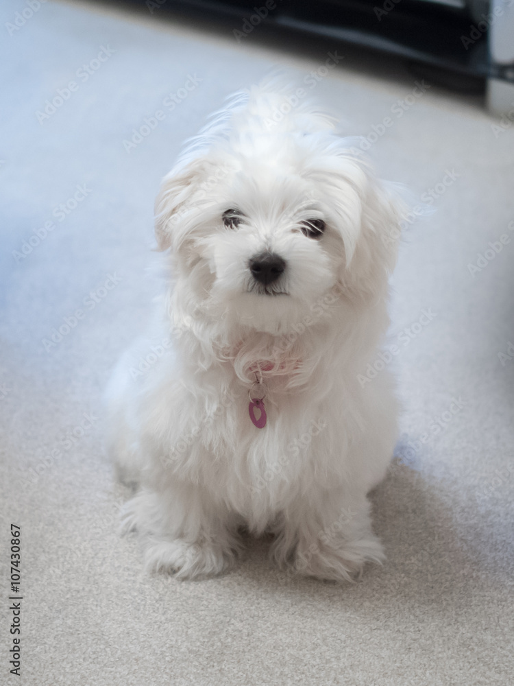 Maltese Puppy Maltese Puppy