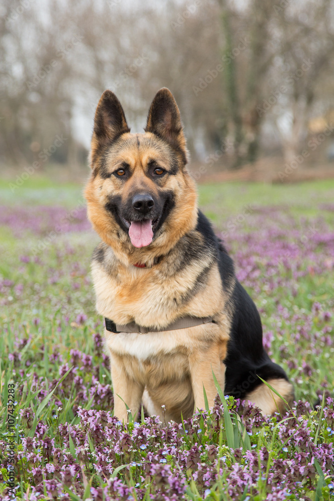 German Shepherd among violet flowers, Italy German Shepherd among violet flowers, Italy