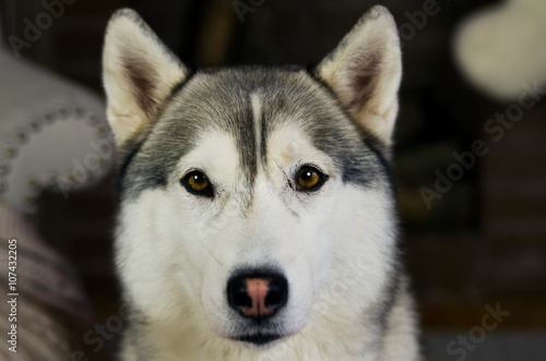 Amazing brown eyes husky dog
