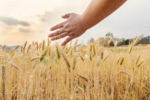 Hand touching top of wheat
