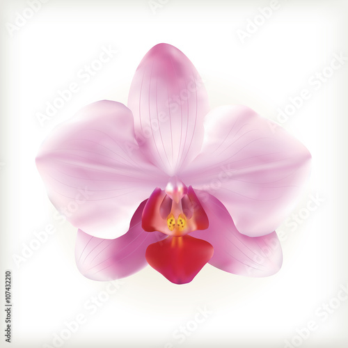 Pink Orchid flower, vector icon
