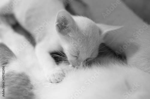 Little Kitty drinking milk form its mom