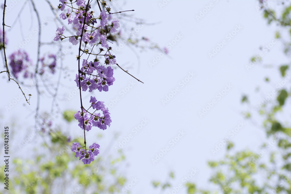 Purple  flowering on a background sky