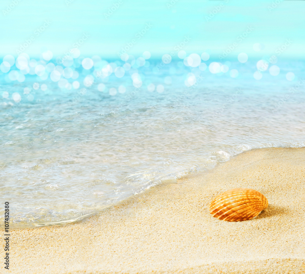 The shell on the seashore. The shell on the seashore.