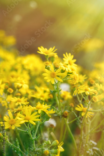 Flowering, blooming yellow flowers in meadow