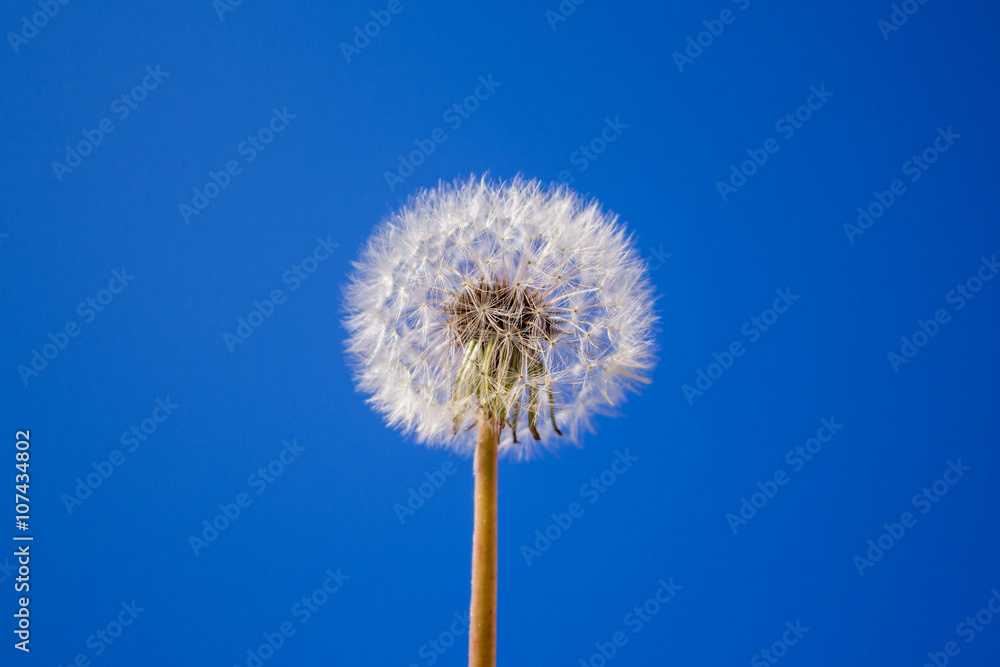 dandelion on the blue sky