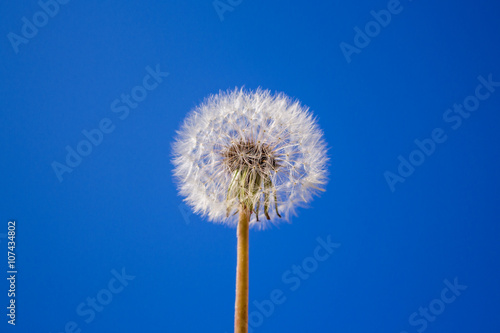 Fototapeta Naklejka Na Ścianę i Meble -  dandelion on the blue sky