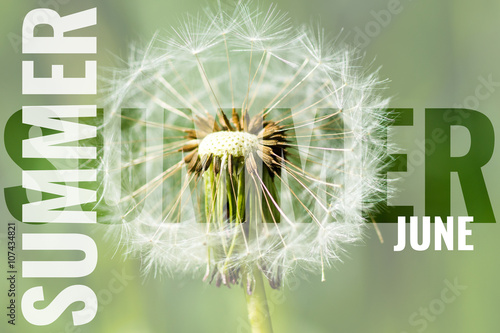 summer june postcard with white dandelion photo