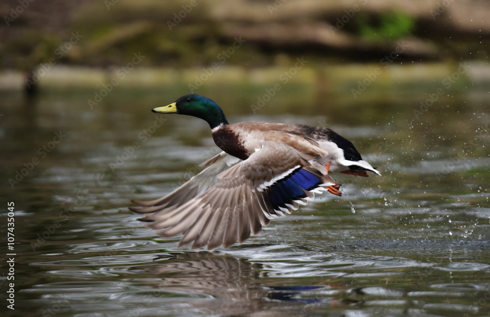 Obraz premium Mallard, Duck, Anas platyrhynchos