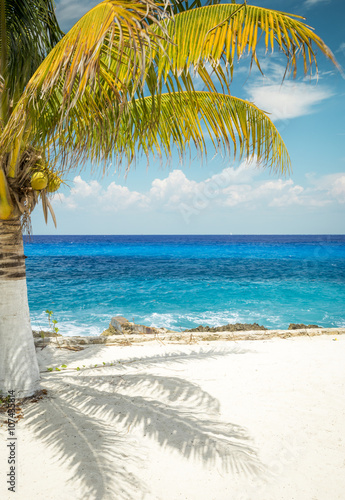 Sandy beach with palm tree on Cozumel island, Mexico