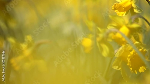 This video is about Spring Daffodil Meadow