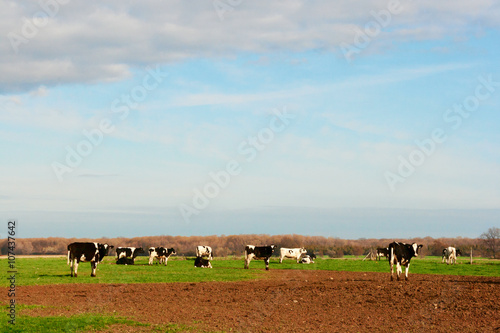 Cows at the Meadow