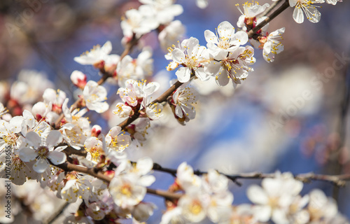apricot flowers on branches