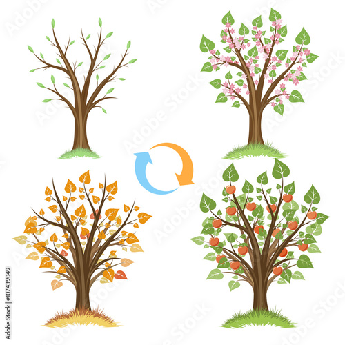 Apple tree seasonal cycle