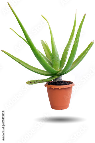 Wallpaper Mural Green aloe vera on white background. Torontodigital.ca