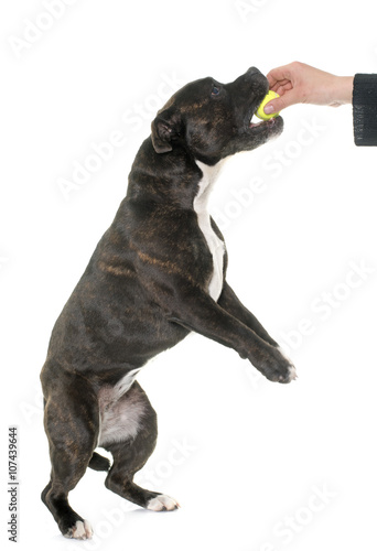 stafforshire bull terrier and ball photo