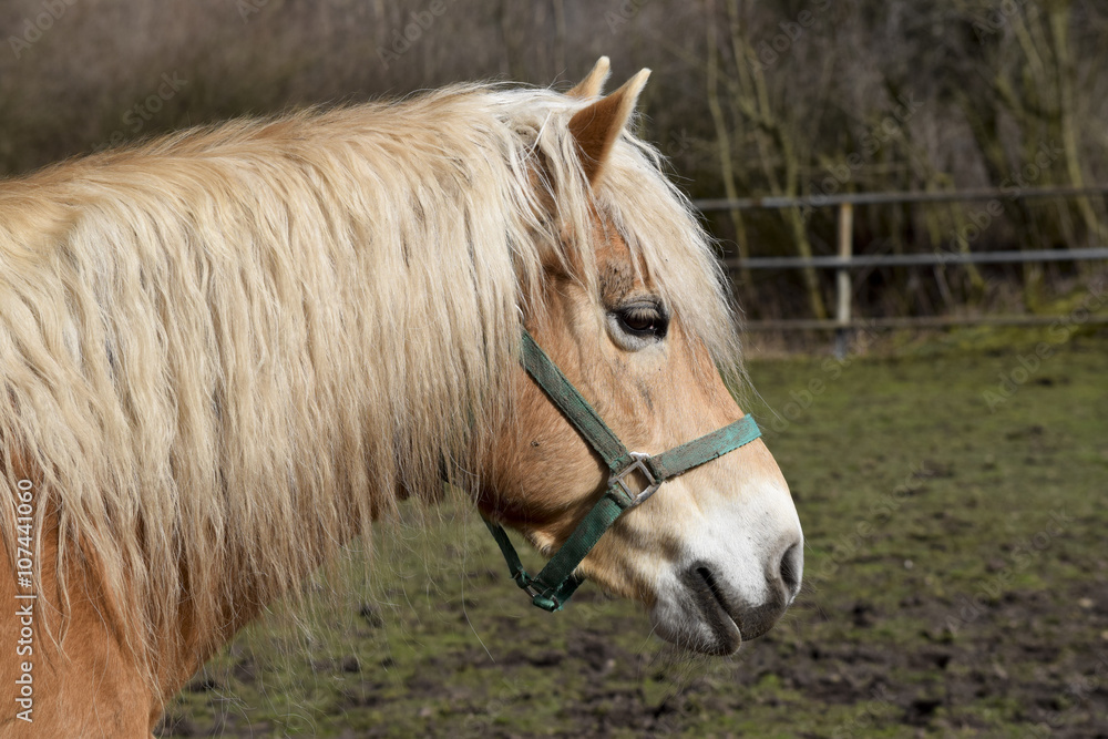 Pferd auf dem Bauernhof Horse Farm Pferd auf dem Bauernhof Horse Farm