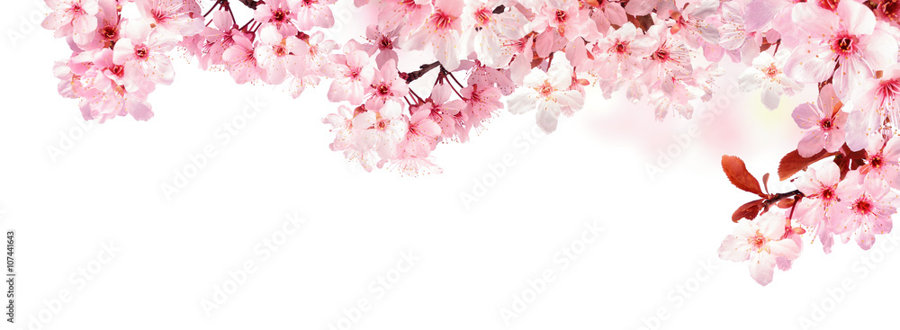 Verträumte Kirschblüten als Bordüre auf weißem Hintergrund - obrazy, fototapety, plakaty 