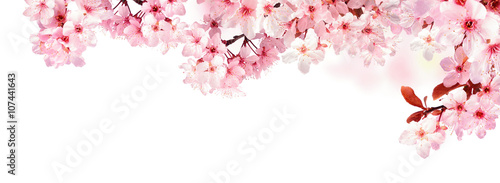 Verträumte Kirschblüten als Bordüre auf weißem Hintergrund photo