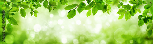 Grüne Blätter und leuchtender Panorama Hintergrund bilden Rahm
