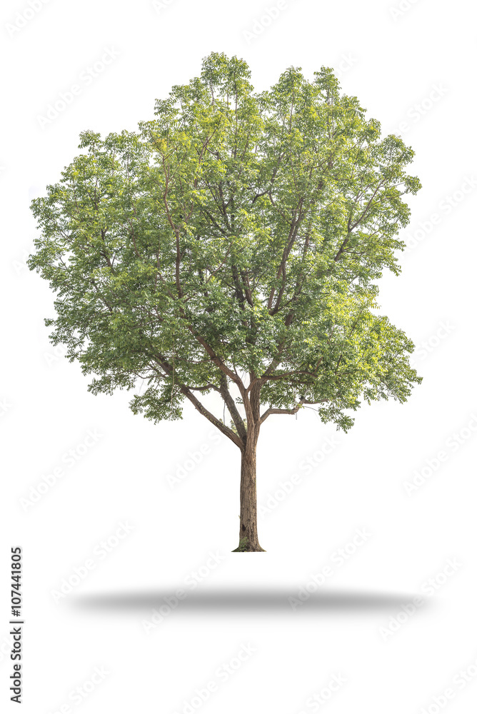 Obraz premium tree isolated on white
