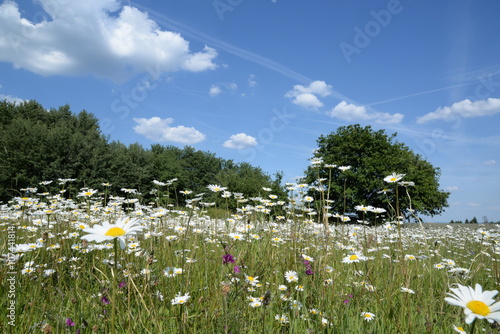 Margeritenwiese