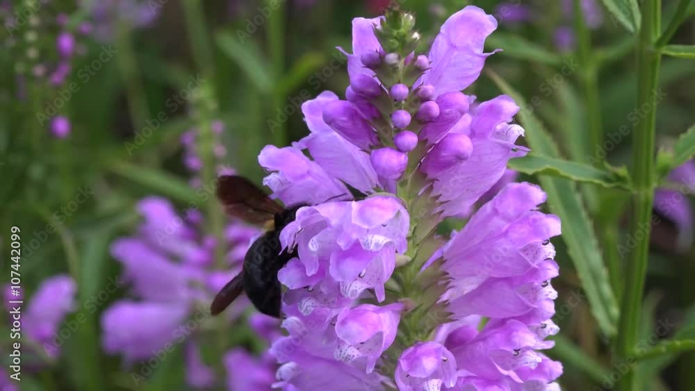 花の蜜を吸うクマバチ