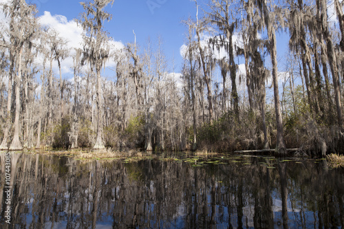 Okefenokee swamp in Georgia, USA