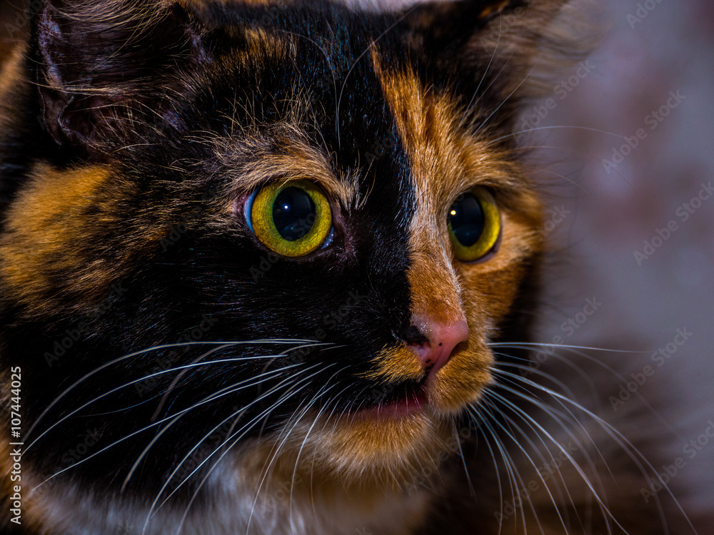 beautiful tricoloured cat beautiful tricoloured cat