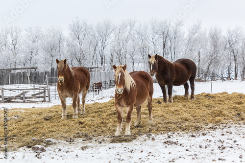 a group of horses in winter