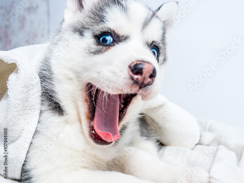 Siberian husky puppy with blue eyes