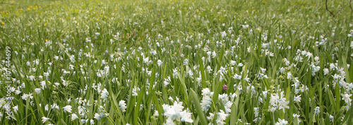 Many white flowers on a spring meadow
