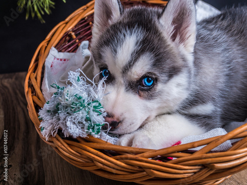 Siberian husky puppy with blue eyes