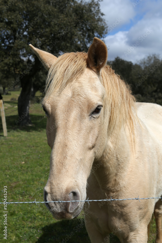 Caballo