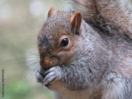 Close up of a grey squirrel eating nuts and birdseed in the park 