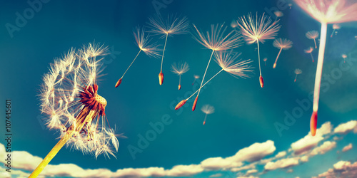 Photos Dandelion clock and flying seeds