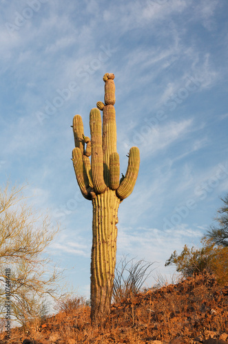 Cactus in Saguaro National Park, Tucson. Saguaro National Park, located in southern Arizona, is part of the United States National Park System.