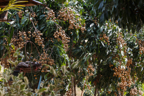 Longan Agriculture