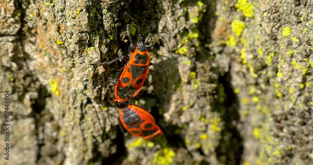 Shield Bug (Graphosoma Lineatum) Mating Close Up Shield Bug (Graphosoma Lineatum) Mating Close Up