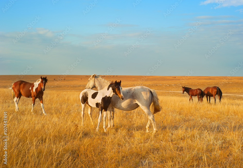 Obraz premium Steppe horses