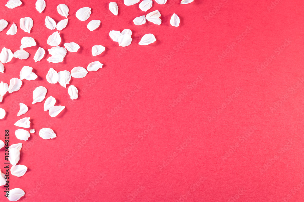 Little white flower leafs on red paper background
 