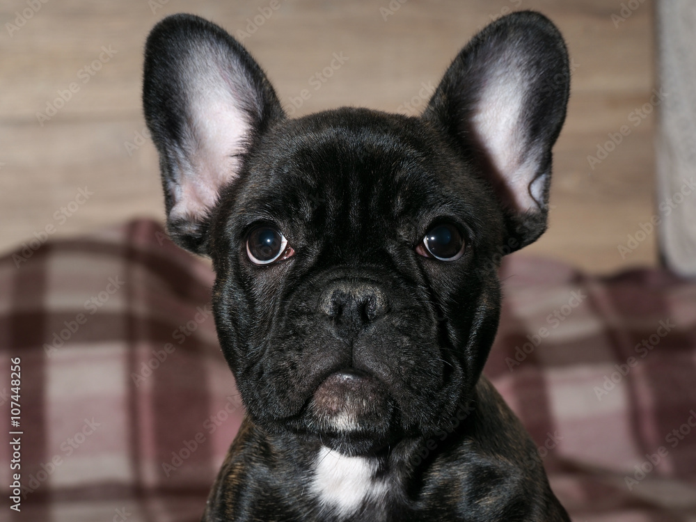 portrait of a dog. The muzzle French Bulldog. The dog looks and asks food