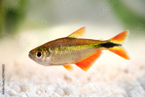 buenos aires tetra Hyphessobrycon anisitsi tropical aquarium fish